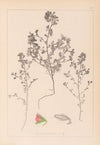 Herbier de la flore française Pl.0220