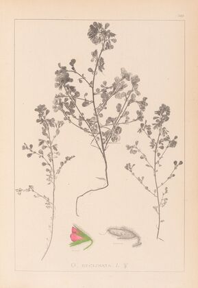 Herbier de la flore française Pl.0220