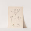 Herbier de la flore française Pl.0221 by Louis Antoine Cusin
