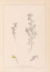 Herbier de la flore française Pl.0222