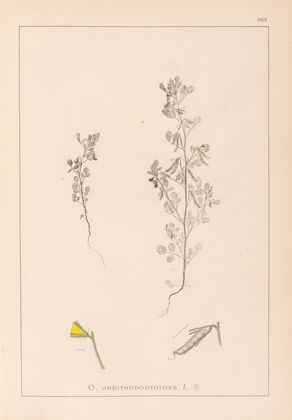Herbier de la flore française Pl.0222
