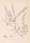 Herbier de la flore française Pl.0223