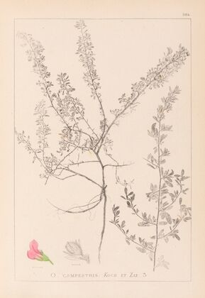 Herbier de la flore française Pl.0223