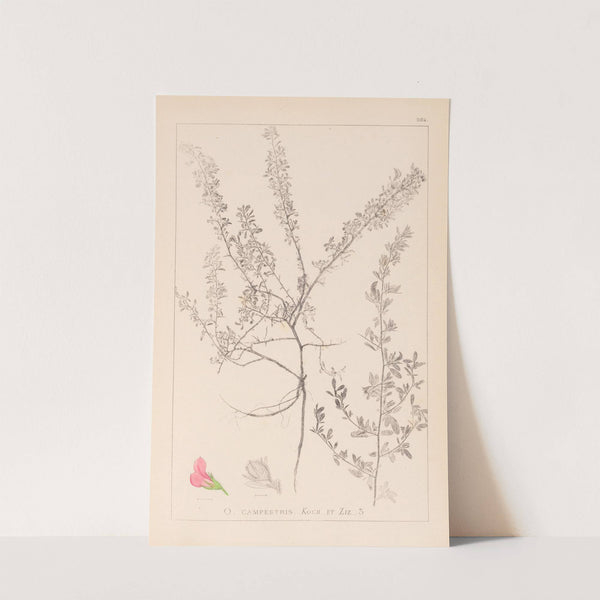 Herbier de la flore française Pl.0223 by Louis Antoine Cusin