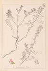 Herbier de la flore française Pl.0225