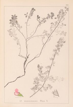 Herbier de la flore française Pl.0225