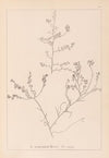 Herbier de la flore française Pl.0227