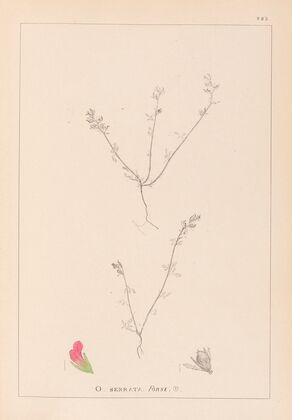 Herbier de la flore française Pl.0228