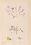 Herbier de la flore française Pl.0230