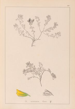 Herbier de la flore française Pl.0230