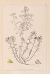 Herbier de la flore française Pl.0231