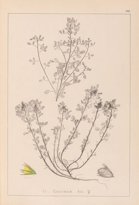 Herbier de la flore française Pl.0231