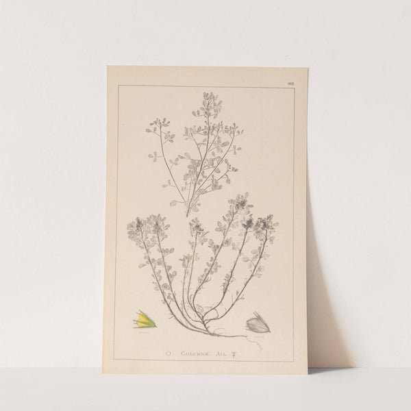 Herbier de la flore française Pl.0231 by Louis Antoine Cusin