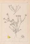 Herbier de la flore française Pl.0232