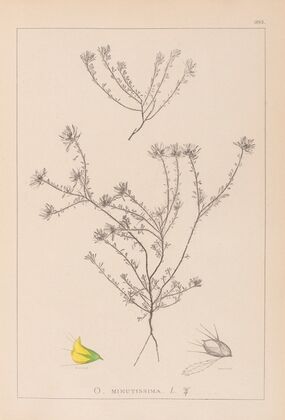 Herbier de la flore française Pl.0232