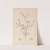 Herbier de la flore française Pl.0232 by Louis Antoine Cusin
