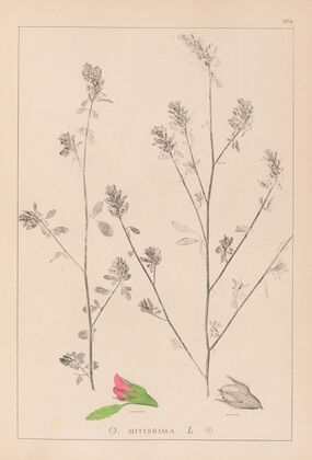 Herbier de la flore française Pl.0233