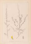 Herbier de la flore française Pl.0235
