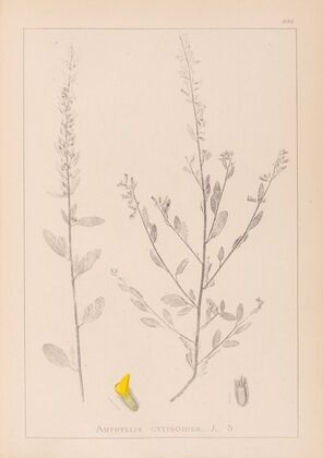 Herbier de la flore française Pl.0235