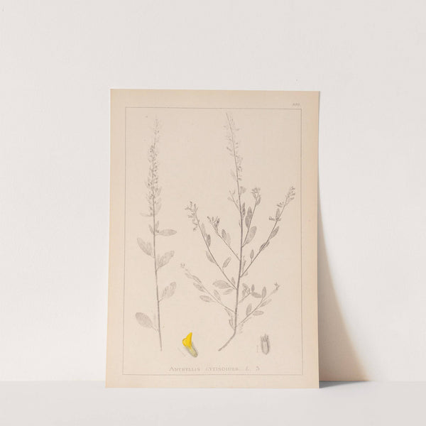 Herbier de la flore française Pl.0235 by Louis Antoine Cusin