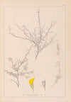 Herbier de la flore française Pl.0236