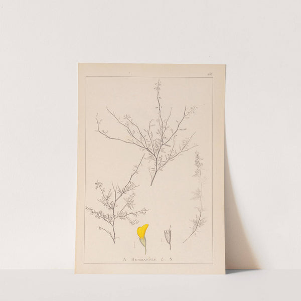 Herbier de la flore française Pl.0236 by Louis Antoine Cusin