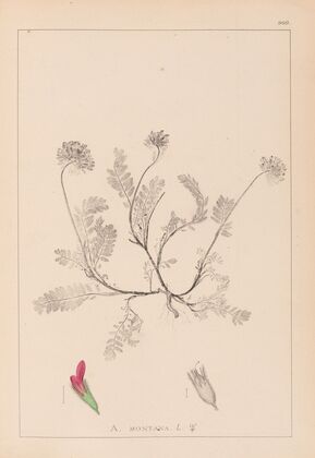 Herbier de la flore française Pl.0238