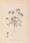 Herbier de la flore française Pl.0240