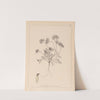 Herbier de la flore française Pl.0240 by Louis Antoine Cusin