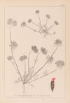 Herbier de la flore française Pl.0241
