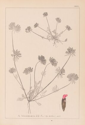 Herbier de la flore française Pl.0241