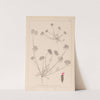 Herbier de la flore française Pl.0241 by Louis Antoine Cusin
