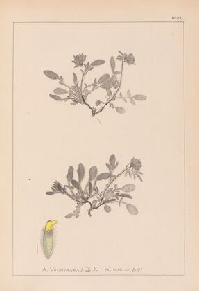 Herbier de la flore française Pl.0242