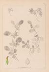 Herbier de la flore française Pl.0243
