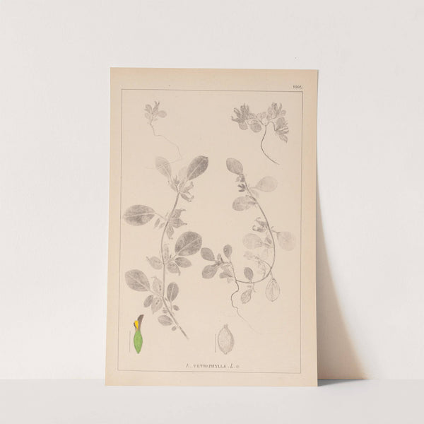 Herbier de la flore française Pl.0243 by Louis Antoine Cusin