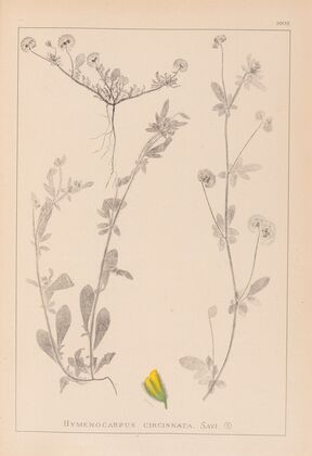 Herbier de la flore française Pl.0244