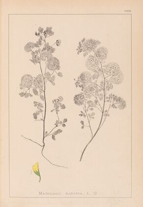 Herbier de la flore française Pl.0245