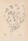 Herbier de la flore française Pl.0246