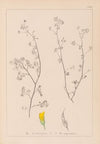 Herbier de la flore française Pl.0248