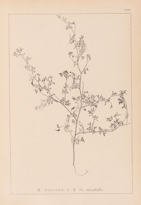 Herbier de la flore française Pl.0250