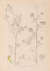 Herbier de la flore française Pl.0251