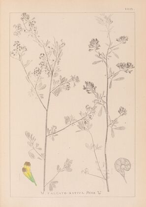 Herbier de la flore française Pl.0251