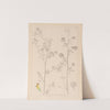 Herbier de la flore française Pl.0251 by Louis Antoine Cusin