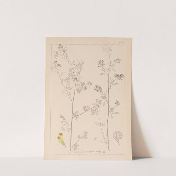 Herbier de la flore française Pl.0251 by Louis Antoine Cusin