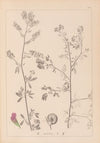 Herbier de la flore française Pl.0252