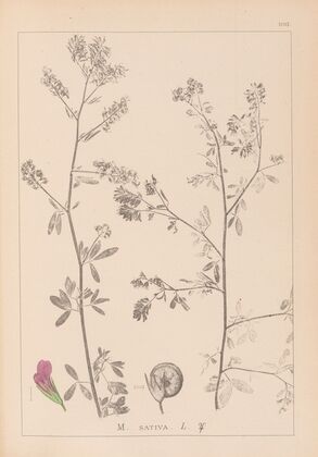 Herbier de la flore française Pl.0252