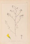 Herbier de la flore française Pl.0253