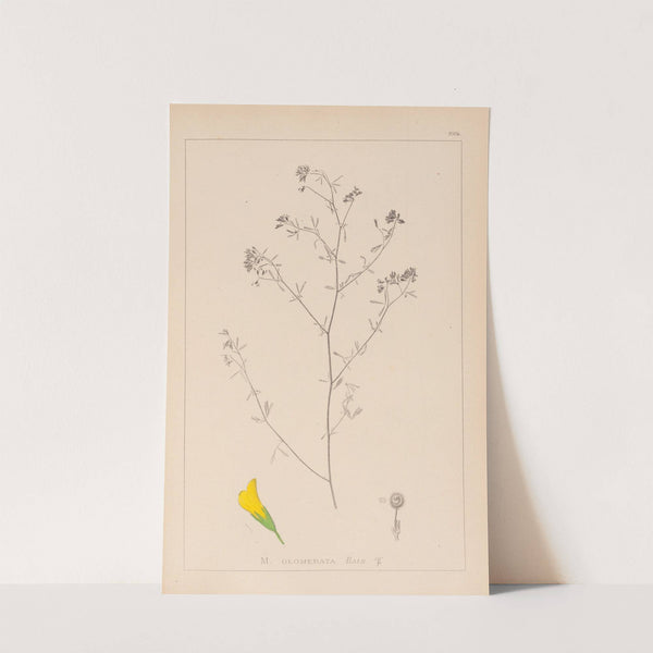 Herbier de la flore française Pl.0253 by Louis Antoine Cusin
