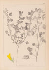 Herbier de la flore française Pl.0254