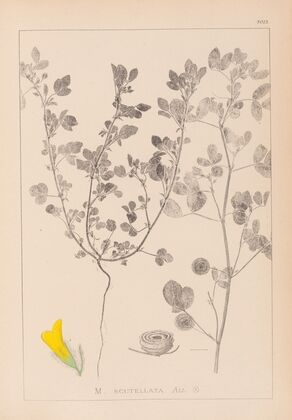 Herbier de la flore française Pl.0254